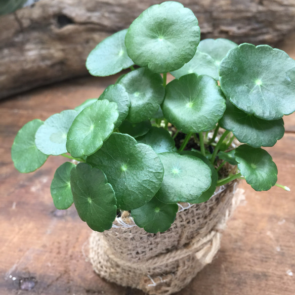 水生植物♡ズボラ方にぴったり♡ウォーターマッシュルーム♡観葉植物♡インテリア♡ガーデニング 2枚目の画像