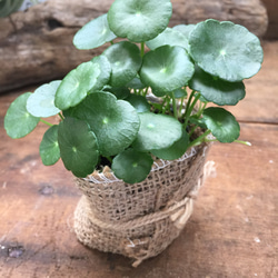 水生植物♡ズボラ方にぴったり♡ウォーターマッシュルーム♡観葉植物♡インテリア♡ガーデニング 4枚目の画像