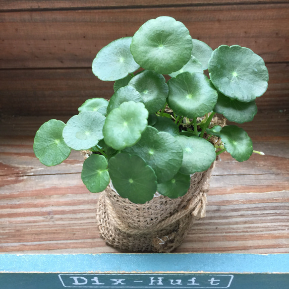 水生植物♡ズボラ方にぴったり♡ウォーターマッシュルーム♡観葉植物♡インテリア♡ガーデニング 5枚目の画像