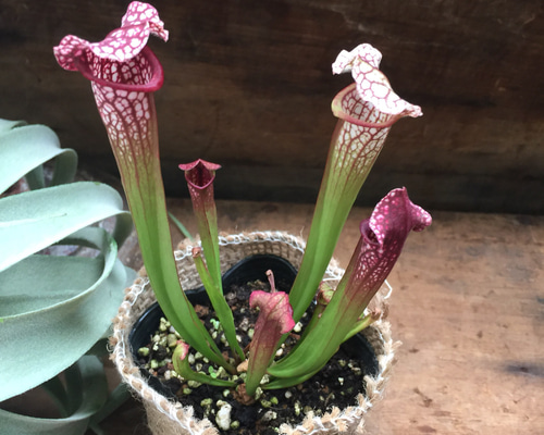 サラセニア レウコフィラ ベリーホワイトトップス 食虫植物 サラセニア レウコフィラ ベリーホワイトトップス 食虫植物 サラセニア