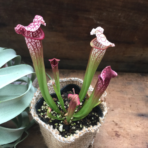 サラセニア レウコフィラ ベリーホワイトトップス 食虫植物 サラセニア レウコフィラ ベリーホワイトトップス 食虫植物 入荷