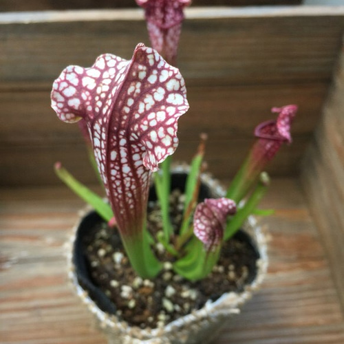 入荷♡おしゃれでオススメ♡食虫植物♡サラセニア♡レウコフィラ