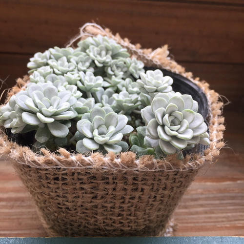 白雪ミセバヤ♡真っ白♡モリモリ♡多肉植物♡セダム♡インテリア