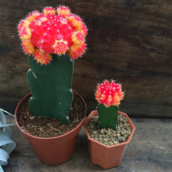 3倍の大きさ♡緋牡丹大サイズ♡丹頂♡インテリア♡サボテン♡多肉植物