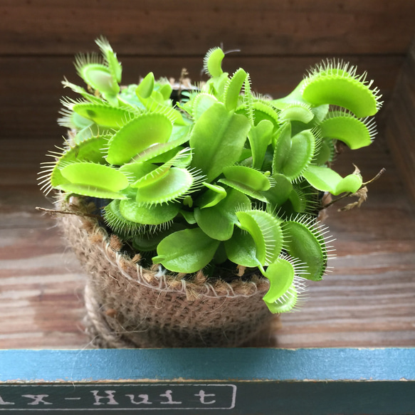 ハエトリ草♡大人気♡助かる♡食虫植物♡観葉植物♡インテリア 1枚目の画像