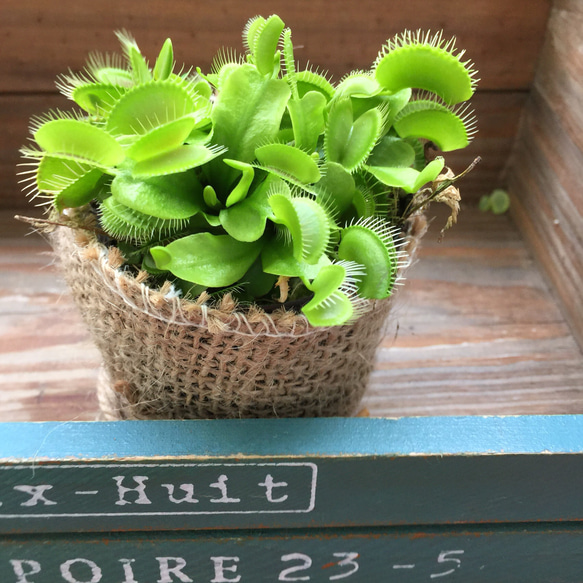 ハエトリ草♡大人気♡助かる♡食虫植物♡観葉植物♡インテリア 2枚目の画像