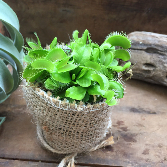 ハエトリ草♡大人気♡助かる♡食虫植物♡観葉植物♡インテリア 3枚目の画像