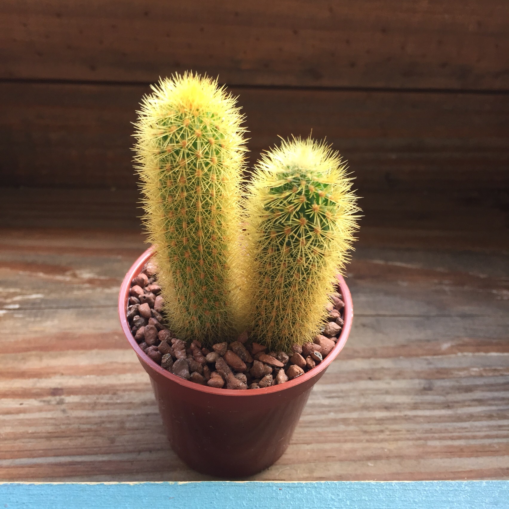多肉植物　花サボテン　金紐シリーズ 黄水晶