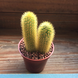 黄金紐♡サボテン♡インテリア♡可愛い♡多肉植物 プリザーブド