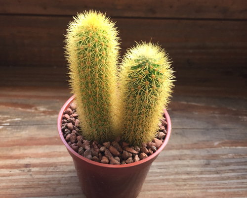 0_72d57dbeb9d113ad476675273ea4