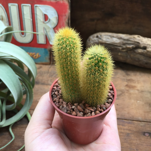黄金紐♡サボテン♡インテリア♡可愛い♡多肉植物 プリザーブド