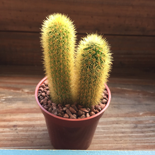 黄金紐♡サボテン♡インテリア♡可愛い♡多肉植物 プリザーブド