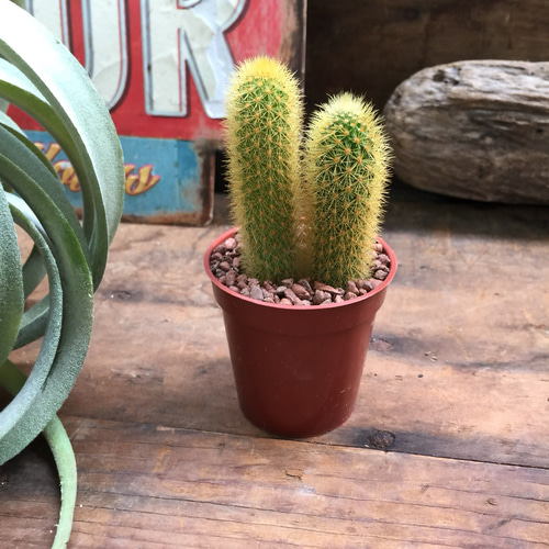 黄金紐♡サボテン♡インテリア♡可愛い♡多肉植物 プリザーブド