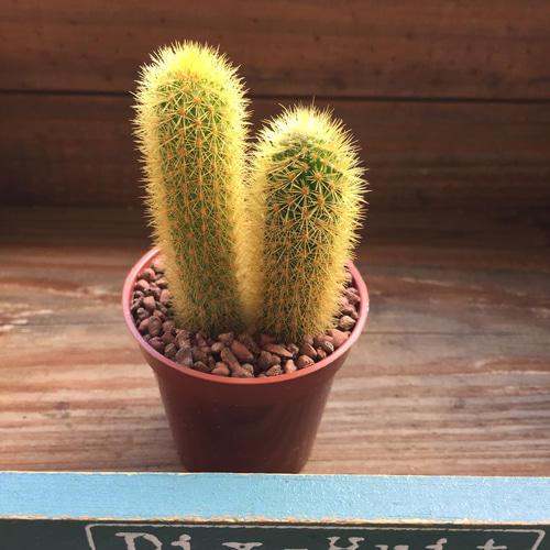 黄金紐♡サボテン♡インテリア♡可愛い♡多肉植物 プリザーブド