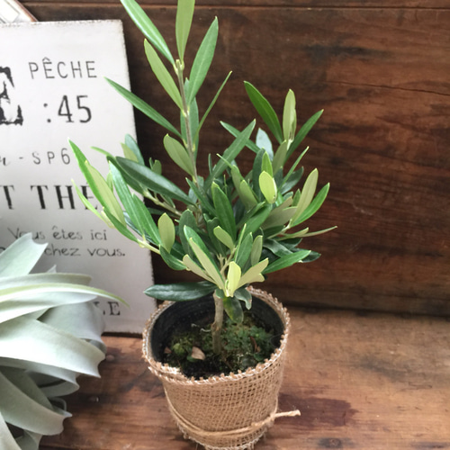 オリーブ♡剪定仕上げ♡おしゃれ♡観葉植物♡ガーデニング♡インテリア