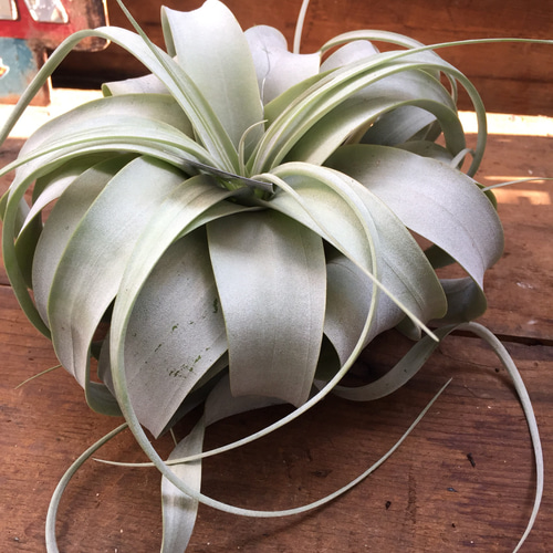 大きい♡キセログラフィカ♡入荷♡SALE♡エアープランツ♡多肉植物