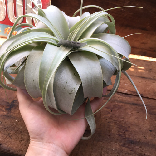 大きい♡キセログラフィカ♡入荷♡SALE♡エアープランツ♡多肉