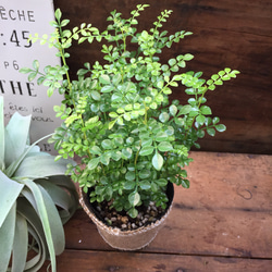 アグラオネマ♡ Aglaonema 「khan mak racha super red var. 」 アート