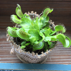 ハエトリ草♡大人気♡食虫植物♡助かる♡観葉植物♡インテリア♡ガーデニング 2枚目の画像