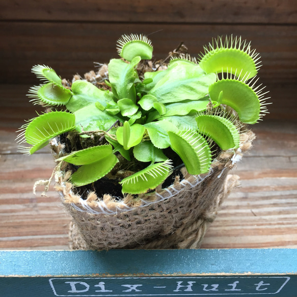 ハエトリ草♡大人気♡食虫植物♡助かる♡観葉植物♡インテリア♡ガーデニング 5枚目の画像