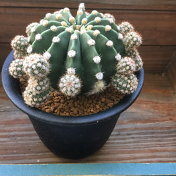 3個のみ♡大株♡立派♡群生♡短毛丸♡サボテン♡多肉植物