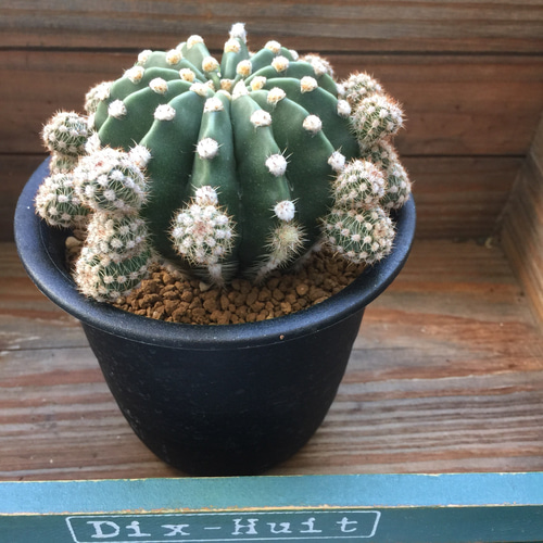 3個のみ♡大株♡立派♡群生♡短毛丸♡サボテン♡多肉植物