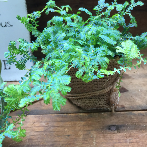 レインボーファン♡エメラルドグリーン♡深海植物♡観葉植物♡インテリア♡ 4枚目の画像