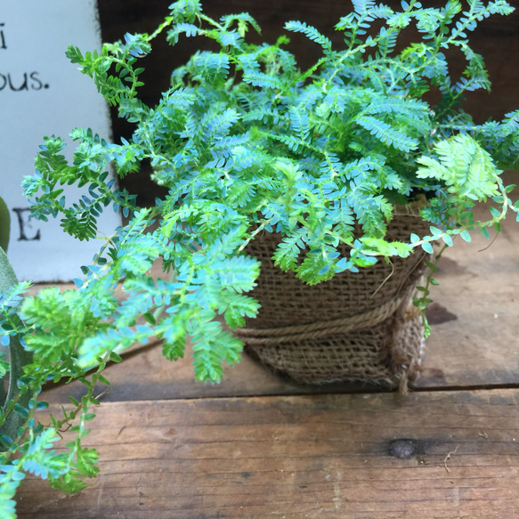 レインボーファン♡エメラルドグリーン♡深海植物♡観葉植物♡インテリア♡ 5枚目の画像