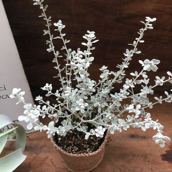 シルバーのリトルスモーキー♡可愛い花のシルバーリーフ♡観葉植物♡インテリア♡多肉植物 3枚目の画像