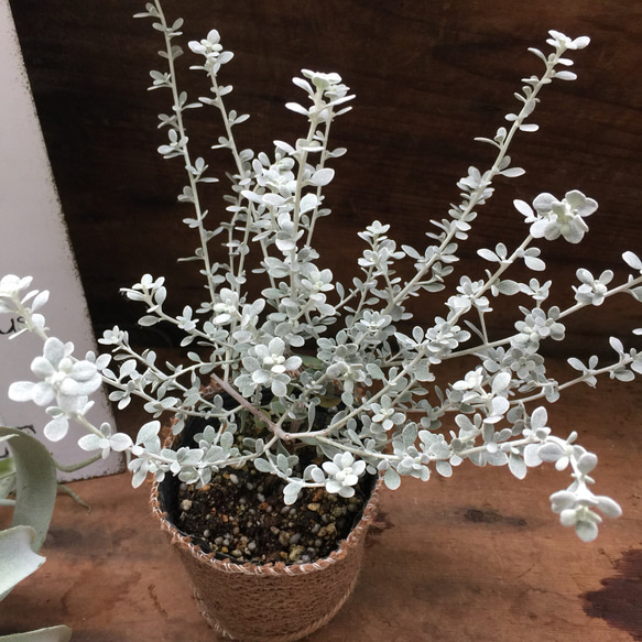 シルバーのリトルスモーキー♡可愛い花のシルバーリーフ♡観葉植物♡インテリア♡多肉植物 5枚目の画像