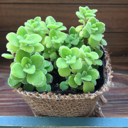 アロマティカス ポットごと発送！無農薬 多肉植物/ハーブ　ｍ24 アロマティカス 10.5cm2個～【おうちで簡単！育てやすい10.5cm
