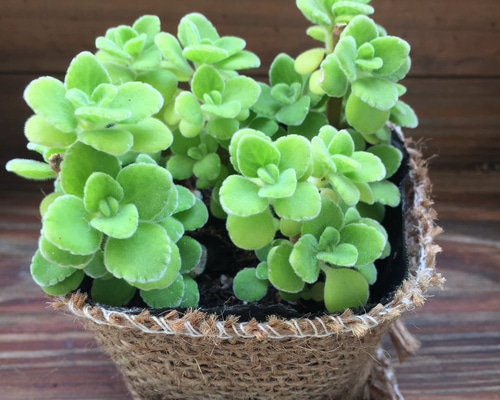 1_8f017b1dd2676cdbe56dc48d28d5