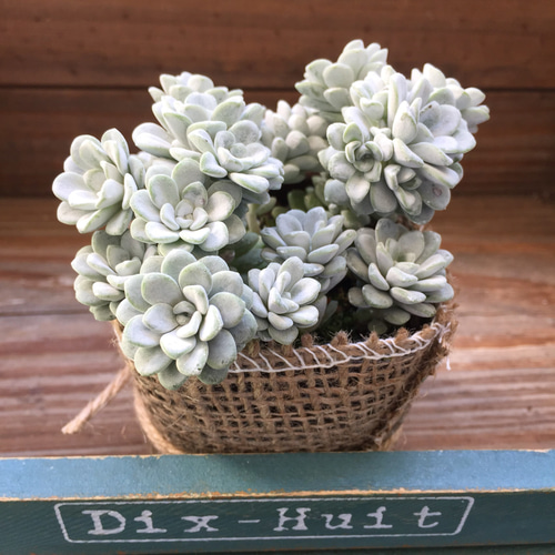 モコモコ♡真っ白♡白雪ミセバヤ♡多肉植物♡セダム♡観葉植物