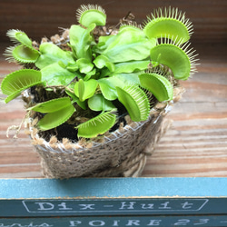 ハエトリ草♡ポットごと♡大人気♡食虫植物♡ガーデニング♡観葉植物 2枚目の画像