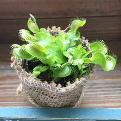 ハエトリ草♡ポットごと♡大人気♡食虫植物♡ガーデニング♡観葉植物 4枚目の画像