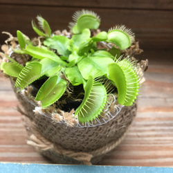 ハエトリ草♡ポットごと♡大人気♡食虫植物♡ガーデニング♡観葉植物 3枚目の画像