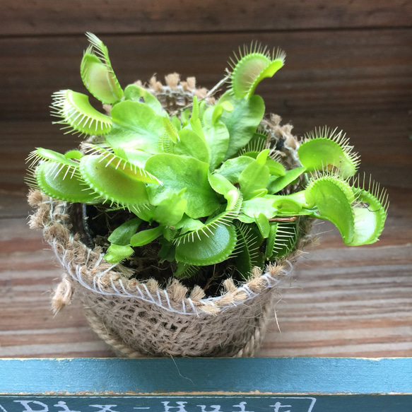 ハエトリ草♡ポットごと♡大人気♡食虫植物♡ガーデニング♡観葉植物 5枚目の画像