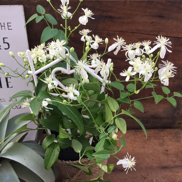 SALE♡つる性の白花♡毎年咲きます♡仙人草♡観葉植物