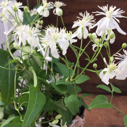 SALE♡つる性の白花♡毎年咲きます♡仙人草♡観葉植物♡ガーデニング♡インテリア♡多肉植物 3枚目の画像