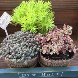 セダム畑3個セット♡SALE♡寄せ植え♡多肉植物♡ガーデニング♡インテリア 5枚目の画像