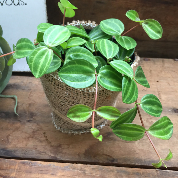 ぺぺロミア♡アングラータ♡A 【公式通販】