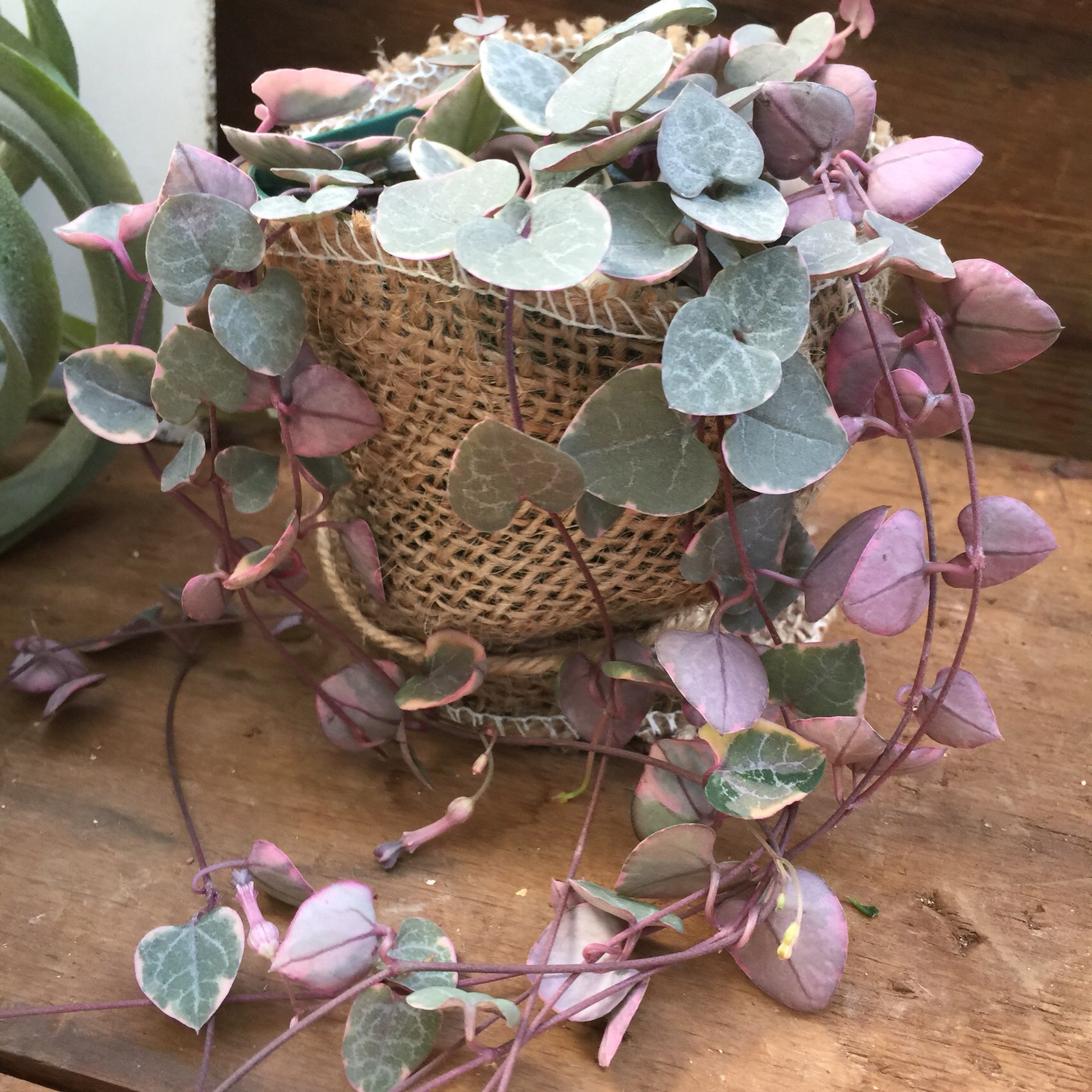 ハートカズラ♡ハートの葉♡垂れ下がり♡多肉植物♡ガーデニング