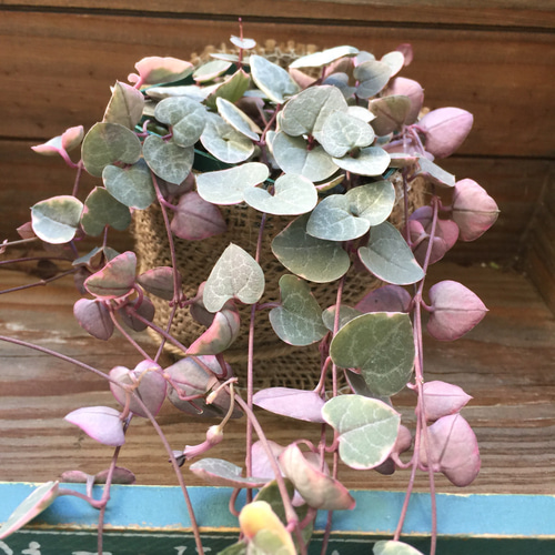 ハートカズラ♡ハートの葉♡垂れ下がり♡多肉植物♡ガーデニング