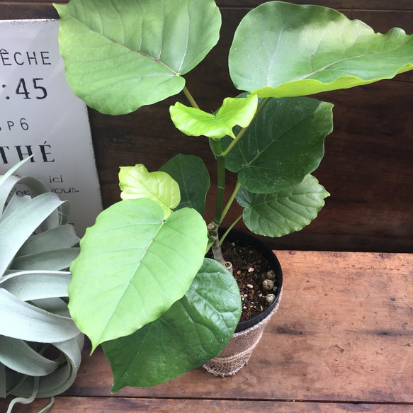 観葉植物♡おしゃれインテリア♡ウンベラータ♡ガーデニング♡丈夫で育てやすい♡ 4枚目の画像