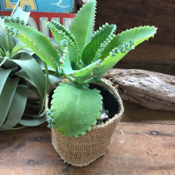 子宝草♡妊娠縁起物♡多肉植物♡インテリア♡ガーデニング♡ 1枚目の画像