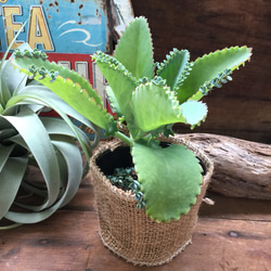 子宝草♡妊娠縁起物♡多肉植物♡インテリア♡ガーデニング♡ 5枚目の画像