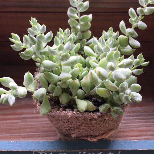 ペンデンス♡モリモリ♡多肉植物♡鉢ごと♡