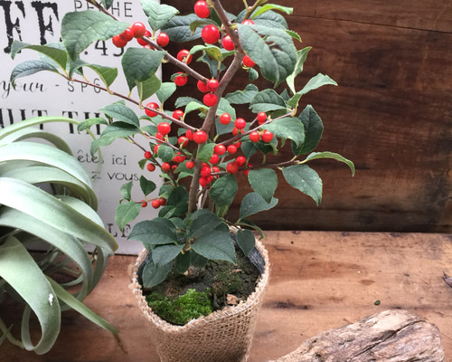 0_cae91d40131b77cdd01ed3e7f03f