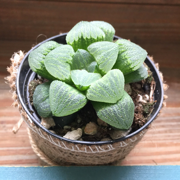 美しい♡エメリアエ♡ハオルチア♡多肉植物♡希少♡インテリア♡多肉植物♡ 2枚目の画像