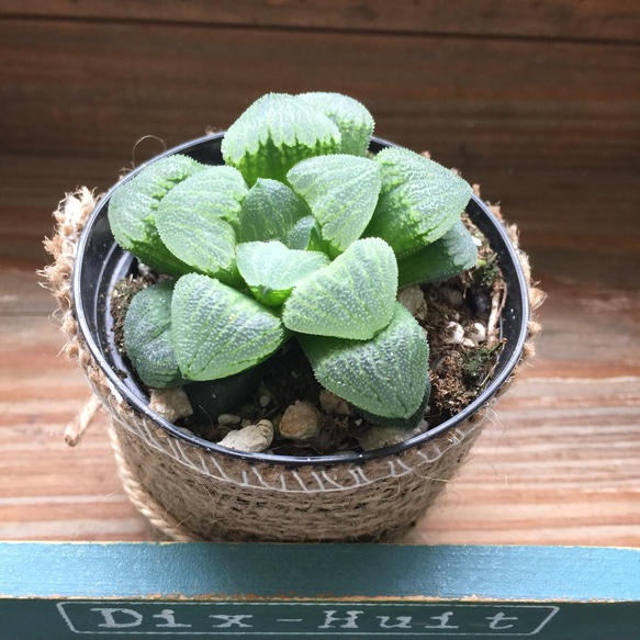 美しい♡エメリアエ♡ハオルチア♡多肉植物♡希少♡インテリア♡多肉植物♡ 3枚目の画像